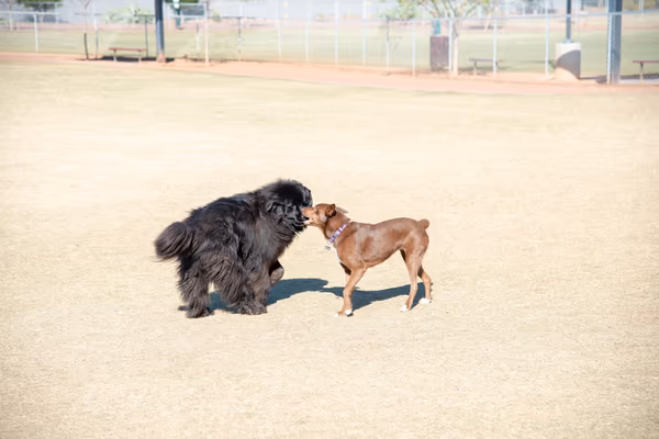Dog Park at Pioneer Community Park photo 1